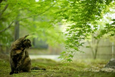 A tortoiseshell cat sitting in japanese garden at fresh green season