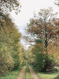 Road amidst trees against sky during autumn