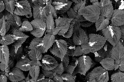 Full frame shot of leaves in water