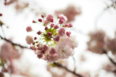 Pink flowers blooming on tree