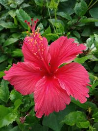 Close-up of red hibiscus flower