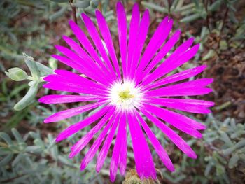 Close-up of purple flower blooming outdoors
