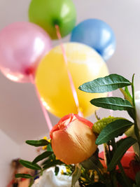 Close-up of multi colored flowering plant