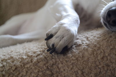 Close-up of a dog