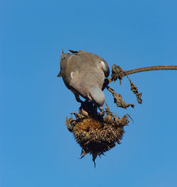 Low angle view of bird against clear blue sky