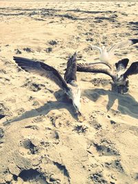 View of an animal on beach