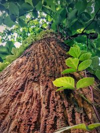 High angle view of leaves on tree trunk