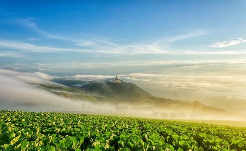 Scenic view of agricultural field against sky