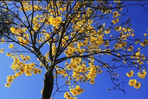 flower, low angle view, branch, freshness, tree, growth, yellow, beauty in nature, fragility, blossom, clear sky, nature, in bloom, blooming, sky, blue, springtime, petal, day, outdoors