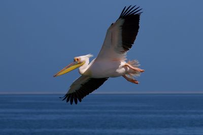 Close-up of pelican flying against clear sky