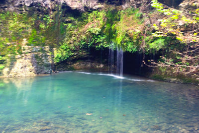 River flowing through forest