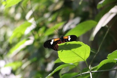 Close-up of butterfly on leaf