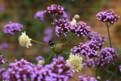 Close-up of bee on purple flowers