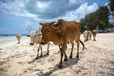 View of horses on the beach