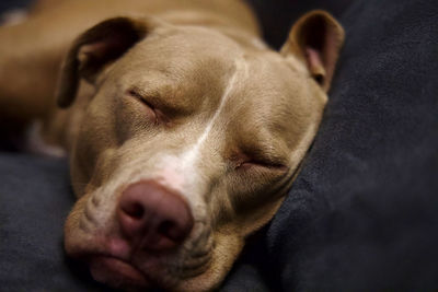 Close-up of dog resting