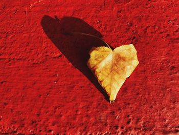 High angle view of leaf on red wall