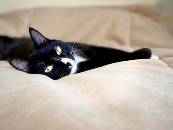 A black cat with white spots on its face lies on the bed with its legs stretched out