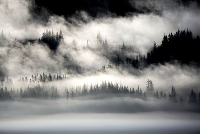 Panoramic view of forest against sky during winter