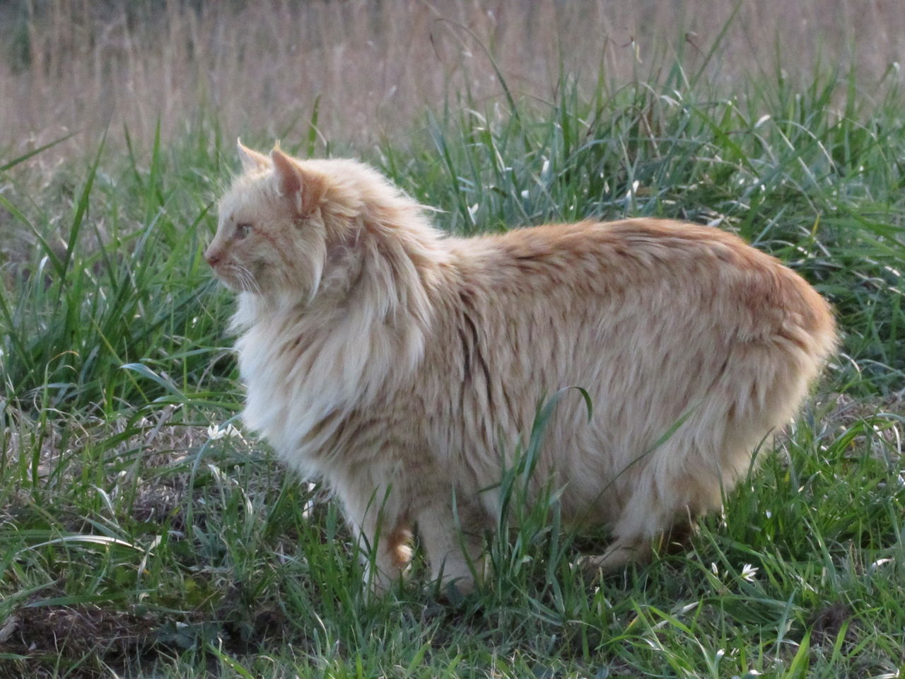 SIDE VIEW OF A CAT LYING ON GRASS