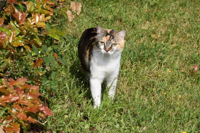 Cat sitting on grass