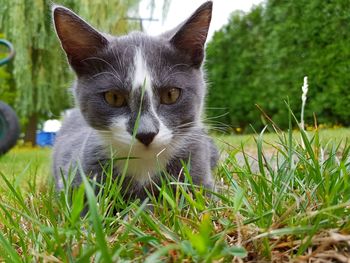 Close-up portrait of a cat on field