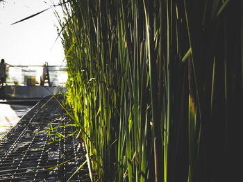 Close-up of bamboo plants against the sky