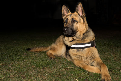 German shepherd resting on grassy field in yard at night