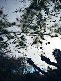 Low angle view of flower tree against sky