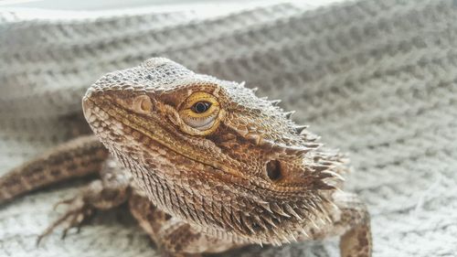 Close-up of lizard