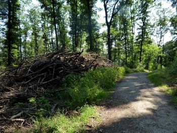 Dirt road amidst trees in forest