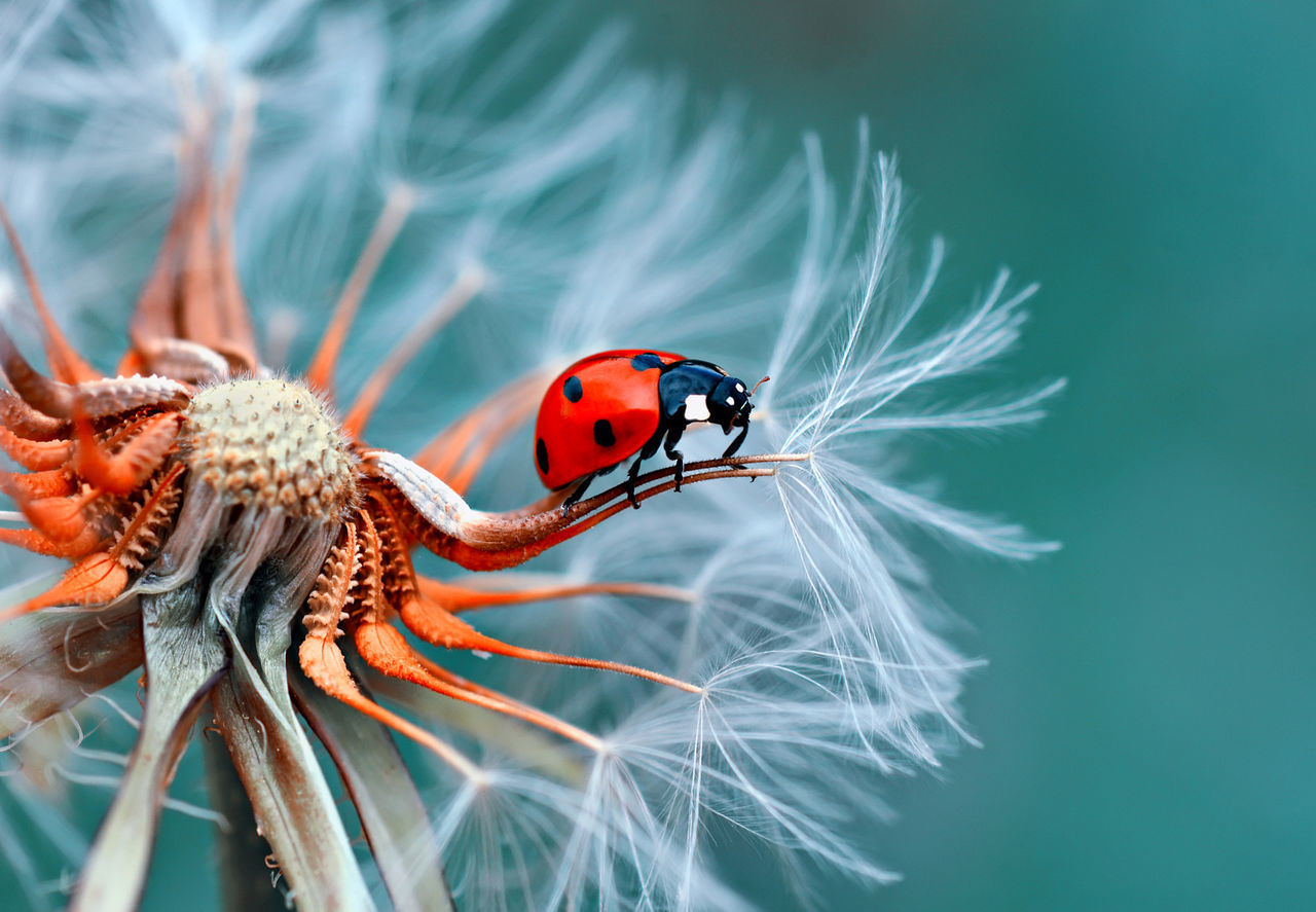 CLOSE-UP OF LADYBUG ON PLANT