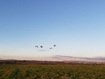 Flock of birds flying over field