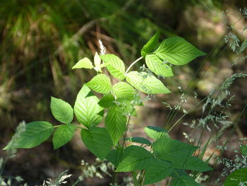 Close-up of fresh green leaves