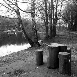 Bare trees by lake