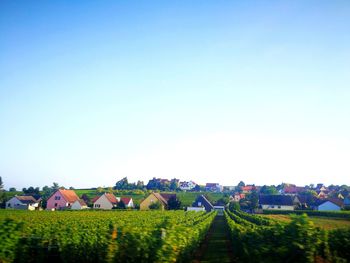 Panoramic view of field against clear blue sky