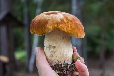 Close-up of hand holding mushroom