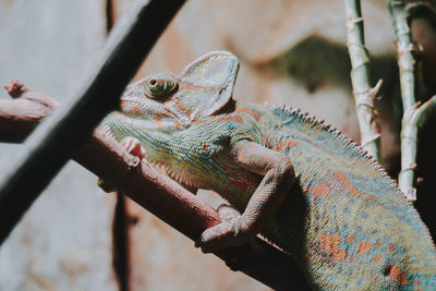 Close-up of a lizard