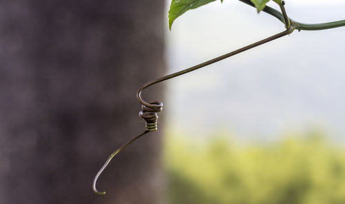 Close-up of plant hanging on tree