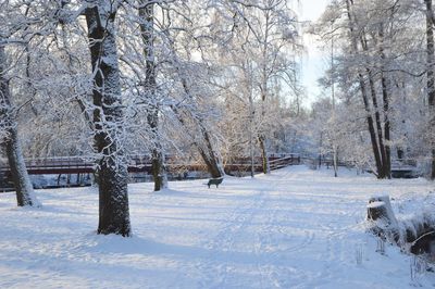 Bare trees on snow covered land