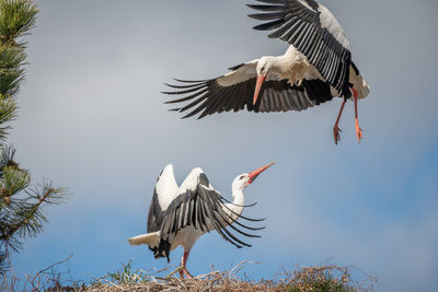 Low angle view of bird flying against sky