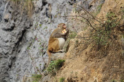 Cat looking away on rock