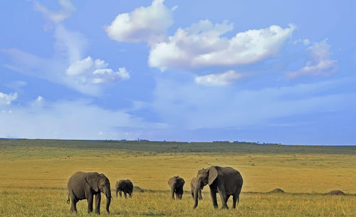 Horses grazing on field against sky