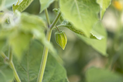 Close-up of fruit growing on plant