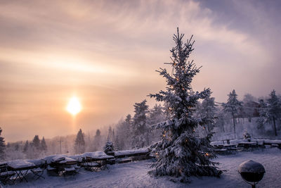 Snow covered pine trees against sky during sunset with forest in background