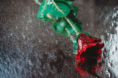 Close-up of wet red umbrella on street during rainy season