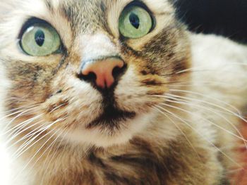 Close-up portrait of a cat