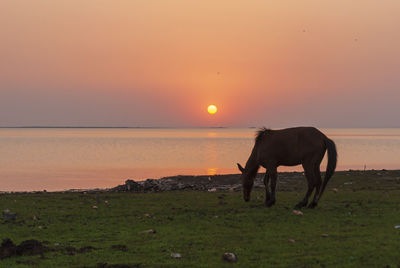 Horse standing in the sunset