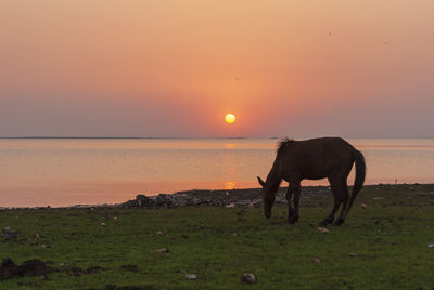 Horse standing in the sunset