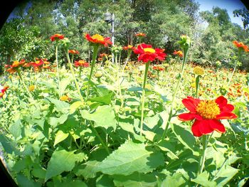 Close-up of red flowers blooming outdoors