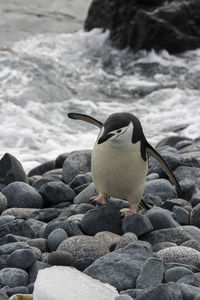 Close-up of penguin on pebbles at beach